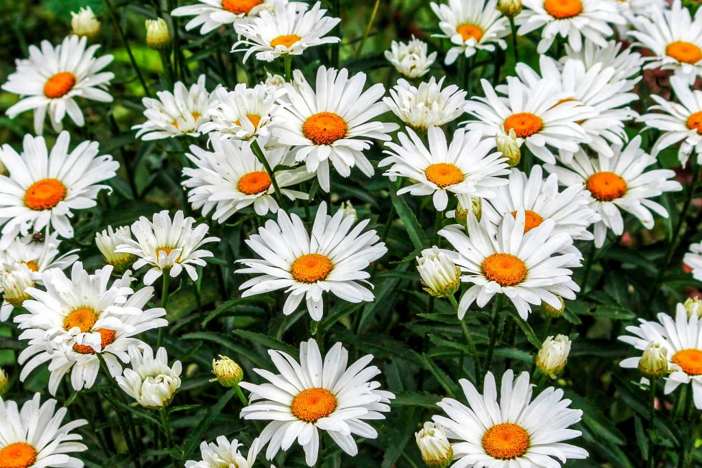 Shasta Daisy “Becky”