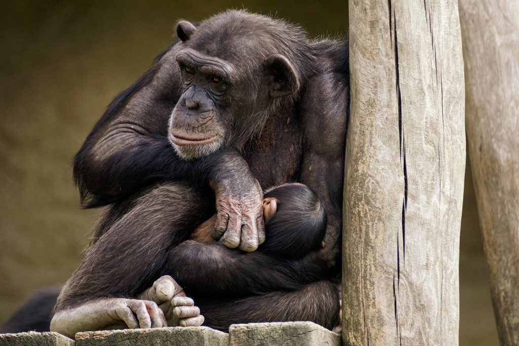 “chimpanzee mother infant forest”