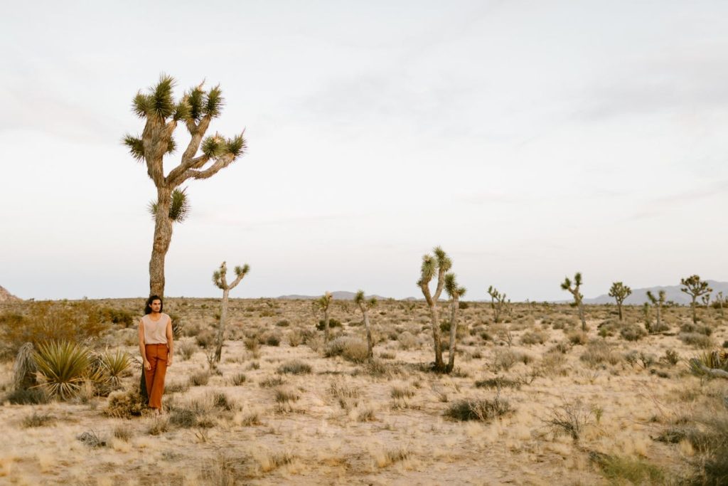 joshua tree
