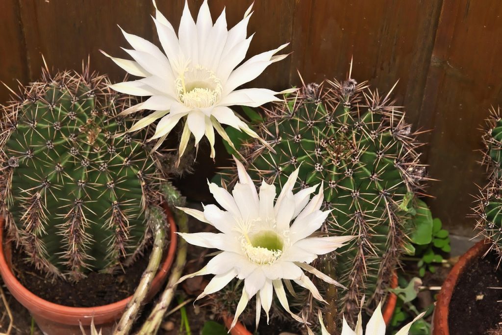 Queen Of The Night Cactus