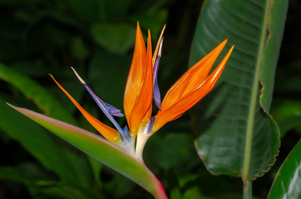 bird of paradise