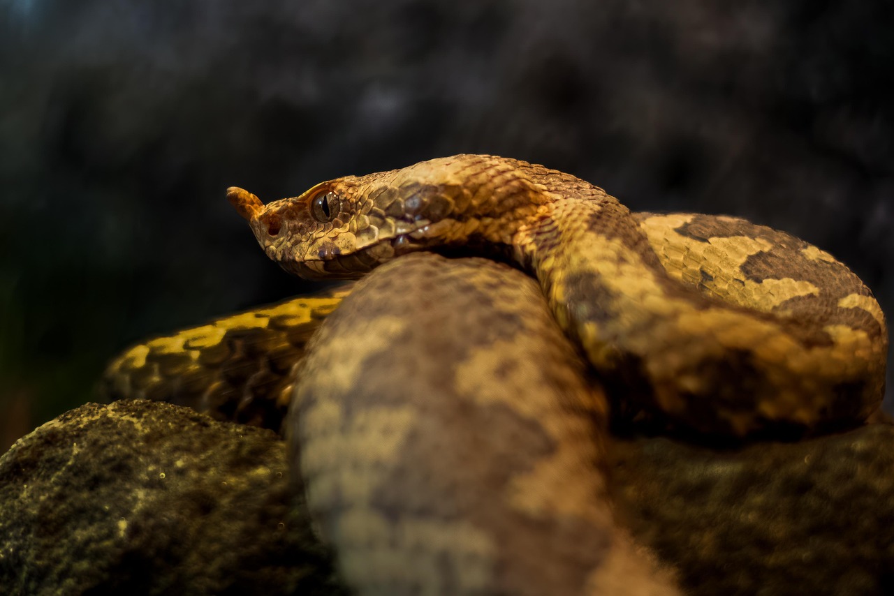 aw scaled viper Echis close up