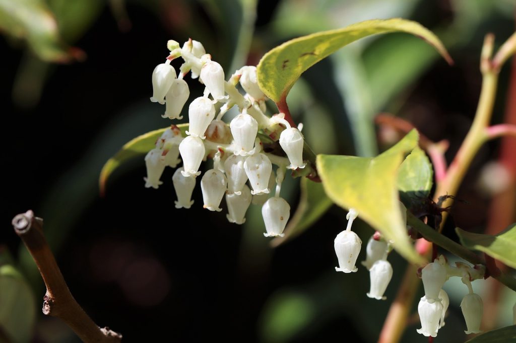 Solomon’s Seal