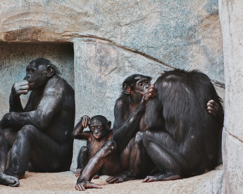 “chimpanzee coalition aggression