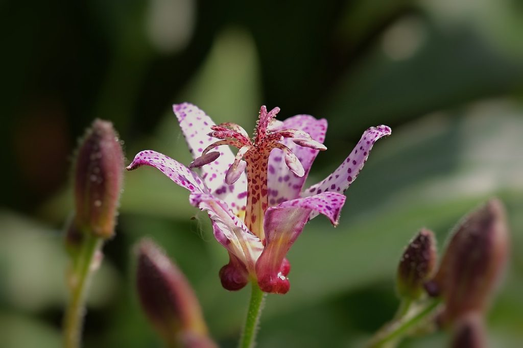 Toad Lily