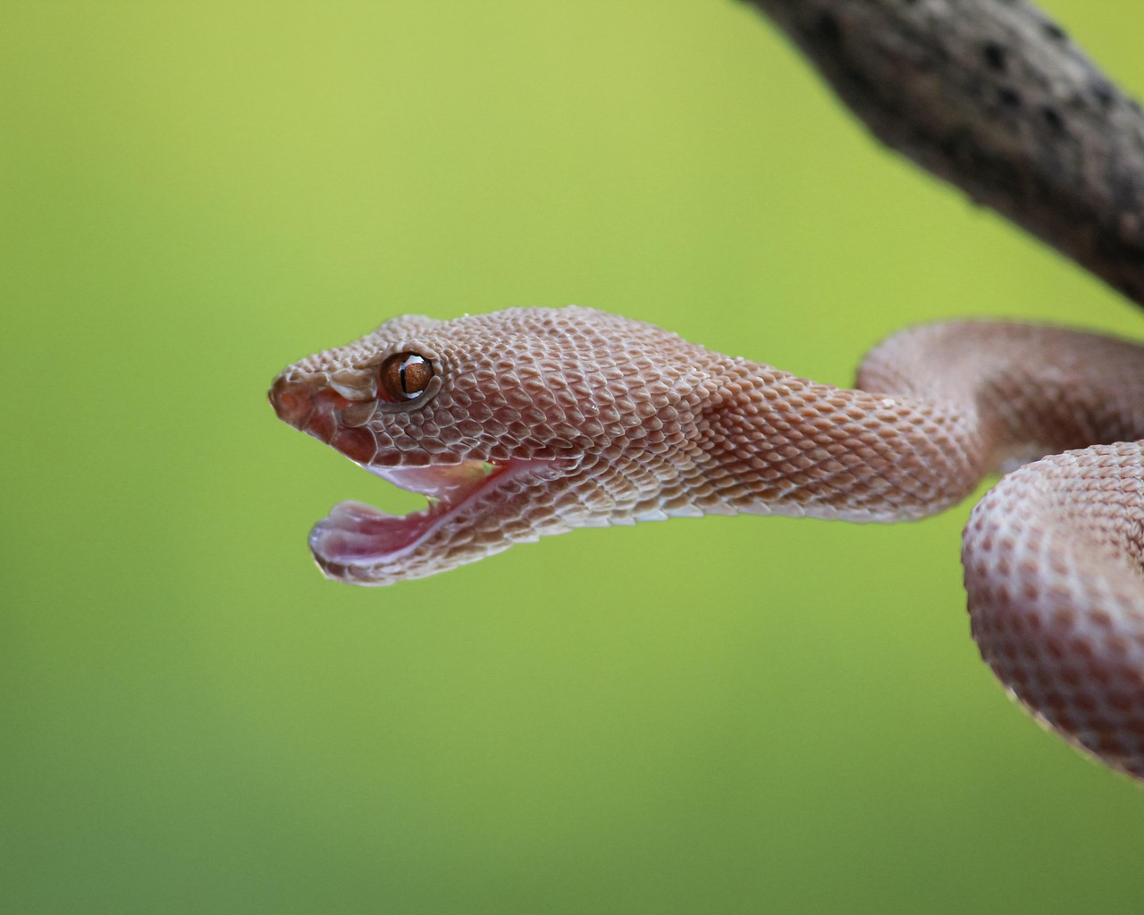 Snake in the House? Don’t Do These 9 Things That Make It Worse