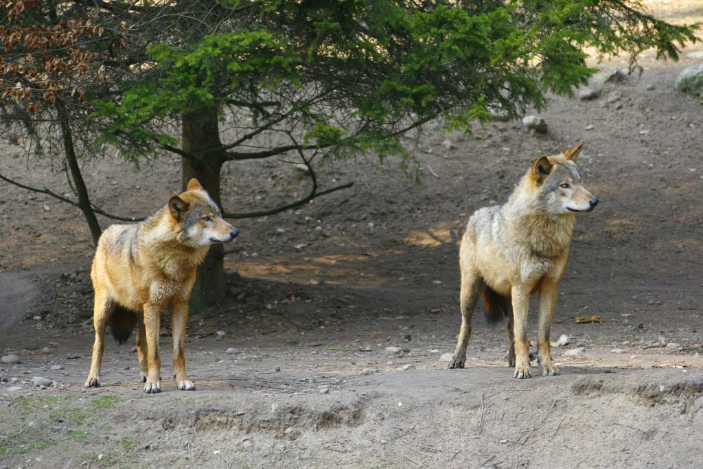 Coyotes With Mange And The Chupacabra